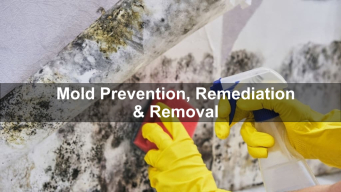 Mold Prevention, Remediation & Removal